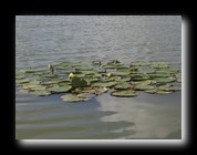 [Click to enlarge image]